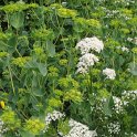 Valeriana officinalis et bupleurum